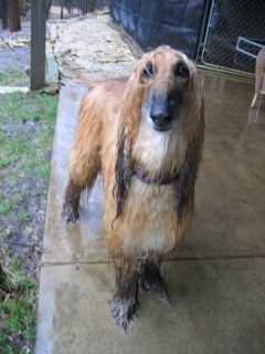 Mud Puppy